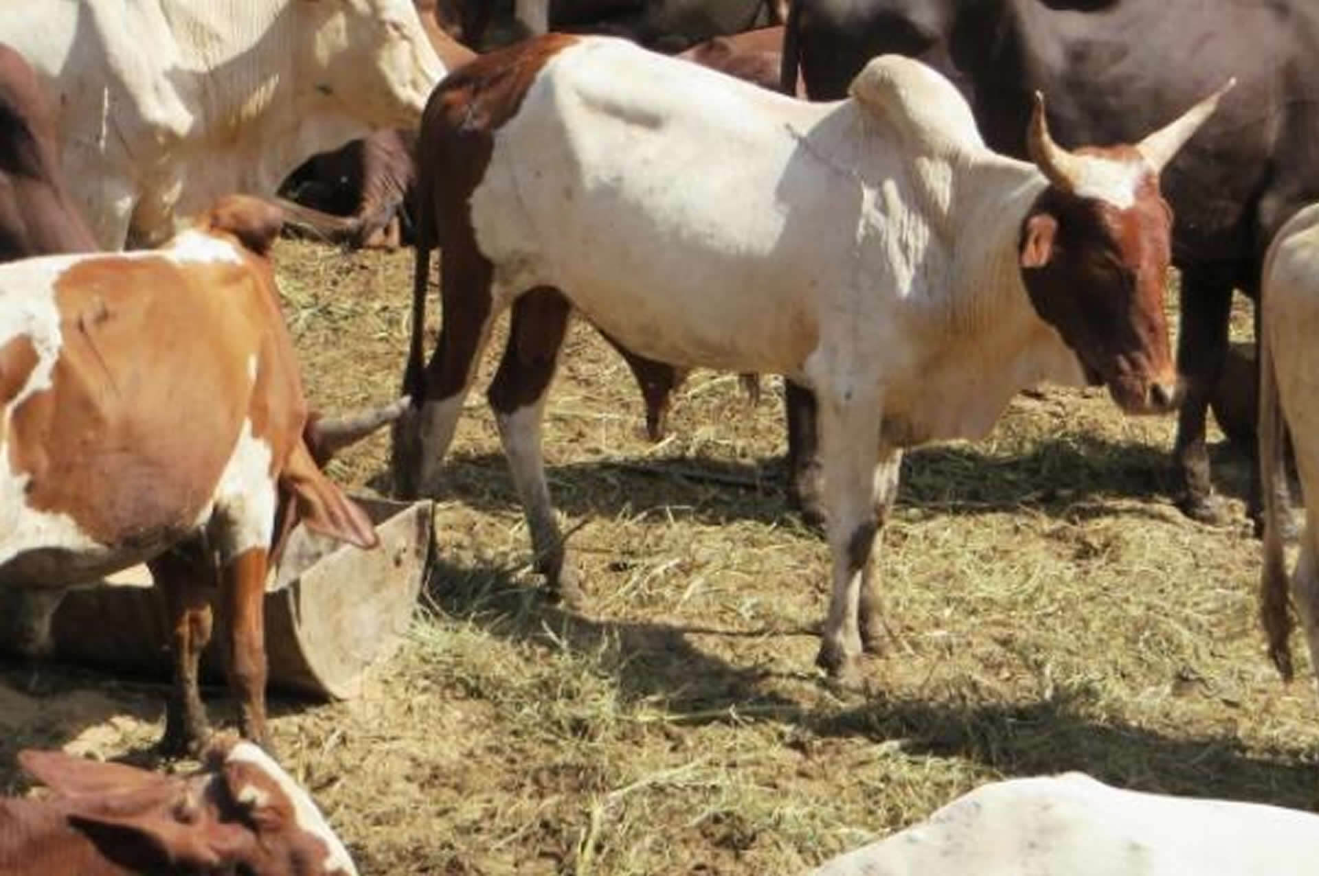 La CEDEAO élabore une stratégie régionale climat pour renforcer la coordination de l’action climatique en Afrique de l’Ouest